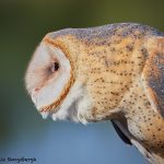 7928 Barn Owl (Tyto alba), Blackland Prairie Raptor Center, Texas