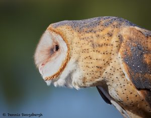 7928 Barn Owl (Tyto alba), Blackland Prairie Raptor Center, Texas