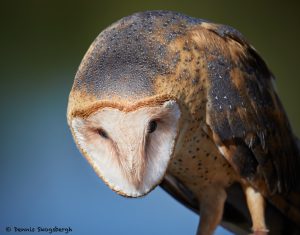 7929 Barn Owl (Tyto alba), Blackland Prairie Raptor Center, Texas