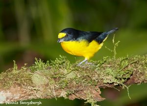 8031 Yellow-throated Euphonia (Euphonia lamiirostris), Arenal Oasis Lodge, Costa Rica