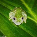 8017 Fleischmann's Glass Frog (Hyalinobatrachium fleischmanni), Arenal Oasis Lodge, Costa Rica