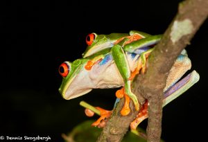 8018 Red-eyed Green Tree Frog (Agalychnis callidryas), Arenal Oasis Lodge, Costa Rica