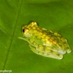 8019 Reticulated Glass Frog (Hyalinobatrachium valerioi), Arenal Oasis Lodge, Costa Rica