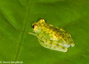 8019 Reticulated Glass Frog (Hyalinobatrachium valerioi), Arenal Oasis Lodge, Costa Rica