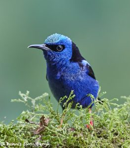 8032 Red-legged Honeycreeper (Cyanerpes cyaneus), Laguna del Lagarto, Costa Rica