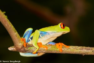 8020 Red-eyed Green Tree Frog (Agalychnis callidryas), Arenal Oasis Lodge, Costa Rica