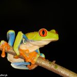 8021 Red-eyed Green Tree Frog (Agalychnis callidryas), Arenal Oasis Lodge, Costa Rica