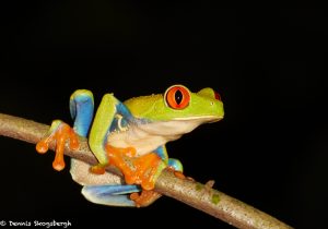 8021 Red-eyed Green Tree Frog (Agalychnis callidryas), Arenal Oasis Lodge, Costa Rica