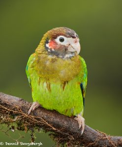 8010 Brown-hooded Parrot (Pionopsitta haematotis), Laguna del Lagarto, Costa Rica
