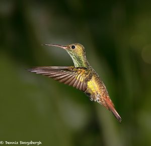 8023 Rufous-tailed Hummingbird (Amazilia tzacatl), Laguna del Lagarto Lodge, Costa Rica