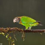 8026 Brown-hooded Parrot (Pionopsitta haematotis), Laguna del Lagarto Lodge, Costa Rica