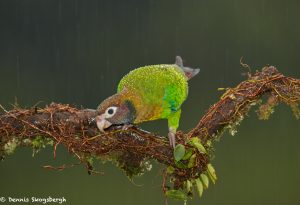 8025 Brown-hooded Parrot (Pionopsitta haematotis), Laguna del Lagarto Lodge, Costa Rica