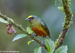 8003 Male Olive-backed Euphonia (Euphonia gouldi), Laguna del Lagarto, Costa Rica