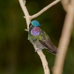 8024 Purple-throated Mountain Gem (Lampornis calolaemus), La Paz Waterfall Gardens, Costa Rica