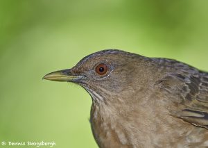 8034 Clay-colored Thrush (Turdus grayi), Arenal Oasis Lodge, Costa Rica