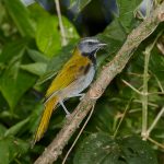 8027 Buff-throated Saltator (Saltator maximus), Arenal Oasis Lodge, Costa Rica