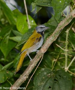 8027 Buff-throated Saltator (Saltator maximus), Arenal Oasis Lodge, Costa Rica