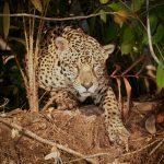 8038 Jaguar (Panthera onca), Pantanal, Brazil