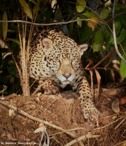 8038 Jaguar (Panthera onca), Pantanal, Brazil