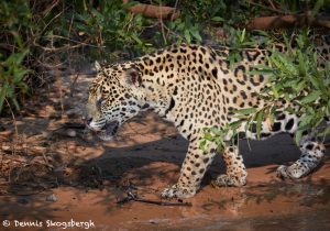 aguar (Panthera onca), Pantanal, Brazil