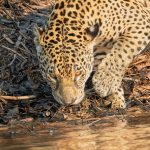 8041 Jaguar (Panthera onca), Pantanal, Brazil