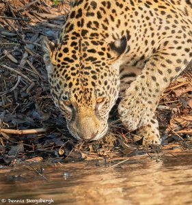8041 Jaguar (Panthera onca), Pantanal, Brazil