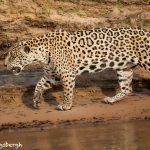 8042 Jaguar (Panthera onca), Pantanal, Brazil