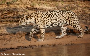 8042 Jaguar (Panthera onca), Pantanal, Brazil
