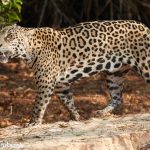 8043 Jaguar (Panthera onca), Pantanal, Brazil
