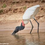 8045 Jabiru (Jabiru mycteria), Pantanal, Brazil