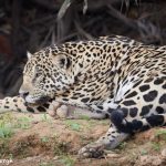 8047 Jaguar (Panthera onca), Pantanal, Brazil