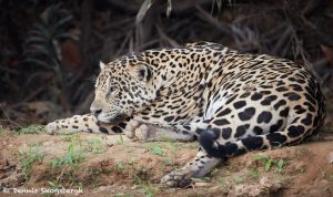 8047 Jaguar (Panthera onca), Pantanal, Brazil