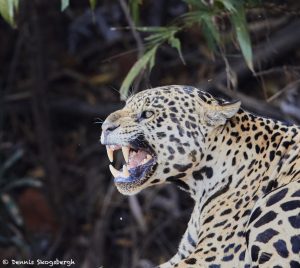 8048 Jaguar (Panthera onca), Pantanal, Brazil
