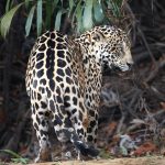 8049 Jaguar (Panthera onca), Pantanal, Brazil