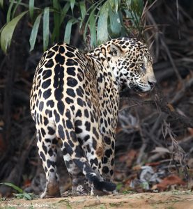 8049 Jaguar (Panthera onca), Pantanal, Brazil