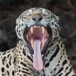 8050 Jaguar (Panthera onca), Pantanal, Brazil