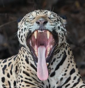 8050 Jaguar (Panthera onca), Pantanal, Brazil