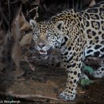 8051 Jaguar (Panthera onca), Pantanal, Brazil