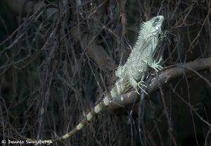 8059 Green iguana (Iguana iguana), Pantanal, Brazil