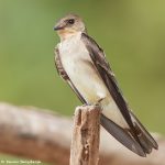 8061 Rough-winged Swallow, Pantanal, Brazil