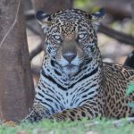 8064 Jaguar (Panthera onca), Pantanal, Brazil