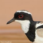 8067 Pied Plover (Hoploxypterus cayanus), Pantanal, Brazil