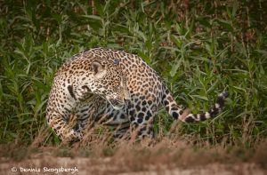 8069 Jaguar (Panthera onca), Pantanal, Brazil