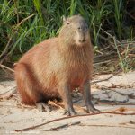 8071 Capybara (Hydrochoerus hydrochaeris), Pantanal, Brazil
