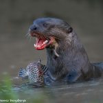8072 Giant river otter (Pteronura brasiliensis), Pantanal, Brazil