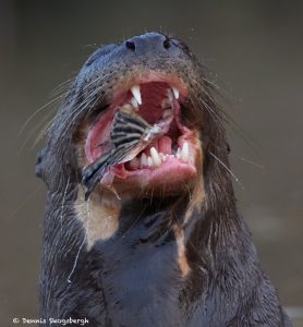 8074 Giant River Otter (Pteronura brasiliensis), Pantanal, Brazil