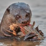 8075 Giant River Otter (Pteronura brasiliensis), Pantanal, Brazil