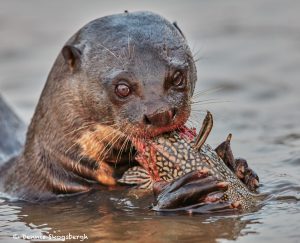 8075 Giant River Otter (Pteronura brasiliensis), Pantanal, Brazil