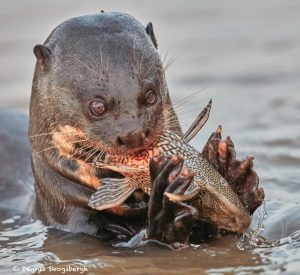 8076 Giant River Otter (Pteronura brasiliensis), Pantanal, Brazil