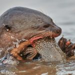 8077 Giant River Otter (Pteronura brasiliensis), Pantanal, Brazil